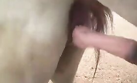 free animal porn, mare with man