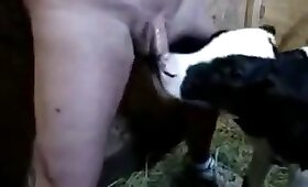 bestiality sex, cow
