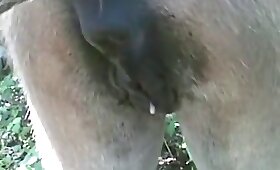 pussy animal fuck, video with zoofilia