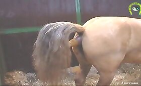 free bestiality videos, mare with man