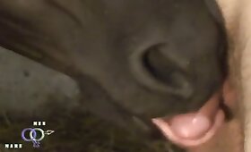 horse fuck porn, dude fucks animal 