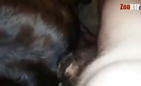 sexo de bestialidad, caballo joder porno