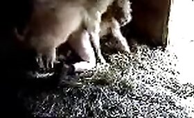 animal fuck porn, video with zoofilia