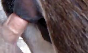 close up zoophilia videos, horse fuck porn