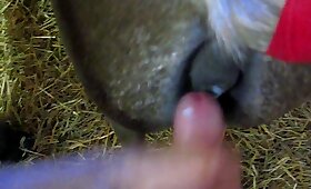 pov zoophilia video, horse fuck porn