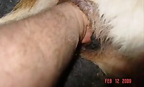 zoofilia porn, free bestiality videos