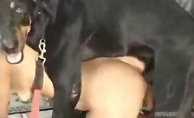 video z zoofilijo, živalski spol psa