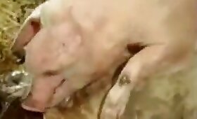 video med zoofilia, zoofili faen
