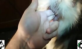 video di cazzo di zoo, sesso di bestialità