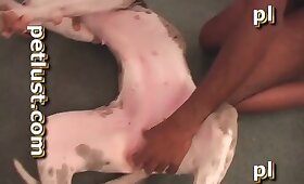 gay animal porn, beastiality movies