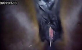 घोड़ा भाड़ में जाओ अश्लील