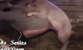 agriculteur baise animal, porno animal gay