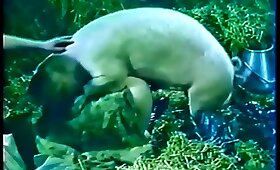 pig porn, video with zoofilia
