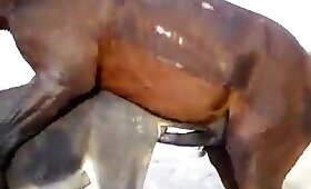 mare with man, videos with animals