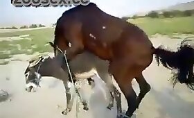 動物とのビデオ, 馬の性交ポルノ