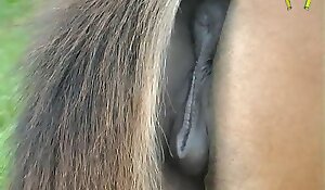 雌馬のマンコのクローズアップを含む無料の獣姦ビデオ