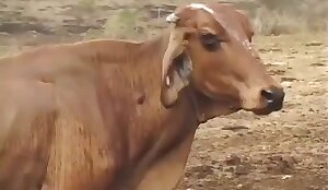 مفت جانوروں کی فحش ویڈیوز