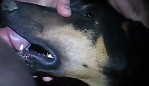 vidéos de sexe de chien gratuites