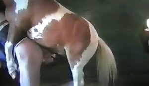 Pony porn with a very sexy animal in HD. Bestiality and free animal porn           