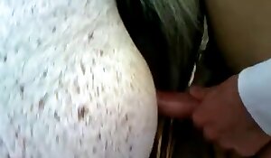 Seksi eläinten kanssa porno ilmaiseksi