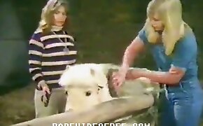crazy zoophilia, pony