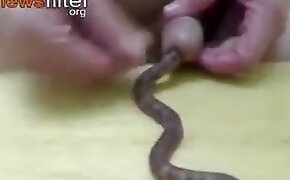 bestiality, zoophilia videos