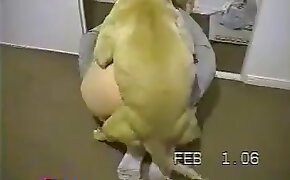 sex with animals, dog bestiality