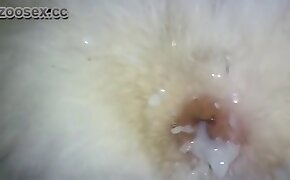 zoophilia fuck porn, dog bestiality