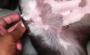 guy fucks animal, zoophilia fuck porn