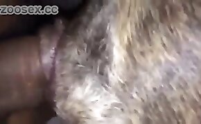 anal zoo porn, gay bestiality