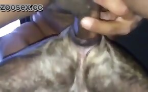 guy fucks animal, zoophilia fuck porn