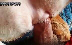 zoophilia fuck porn, dog bestiality