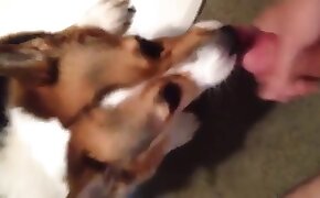 gay bestiality, beastiality videos