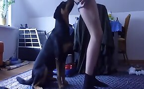 sex with animals, females