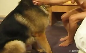 gay bestiality, beastiality videos