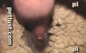 fucking with animals, dog bestiality