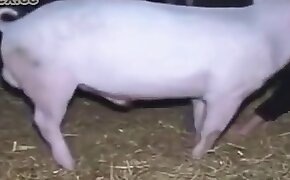 free animal porn, animal porn