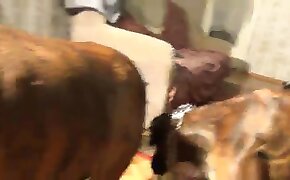 horse sex, zoophilia fuck porn