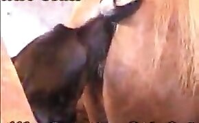 horse sex, zoophilia fuck porn
