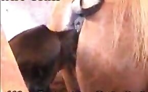 horse sex, zoophilia fuck porn