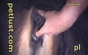 sex with animals, horse sex