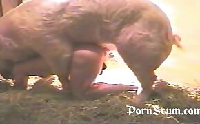 free animal porn, beastiality videos
