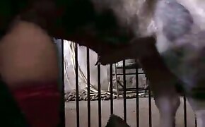 beastiality videos, zoophilia fuck porn