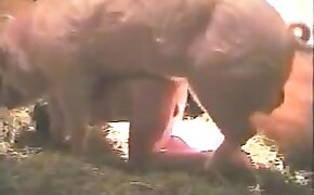 pig porn, beastiality videos