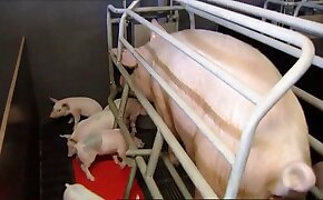 bestiality, pig porn