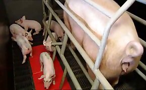 bestiality, pig porn