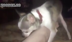 pov, animal fucks girl