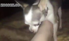 pov, animal fucks girl