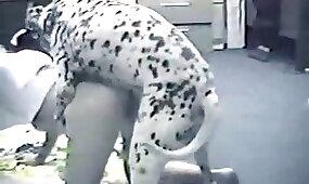pussy fuck, animal fucks girl
