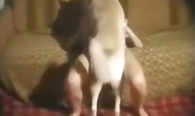dog porn, sex with animals